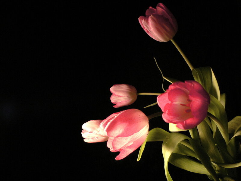 Pink Tulips on Black — Dramatic