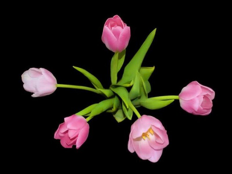Pink Tulips on Black — Serene