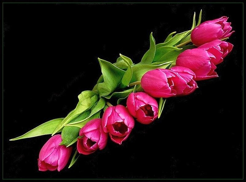 Pink Tulips on Black
