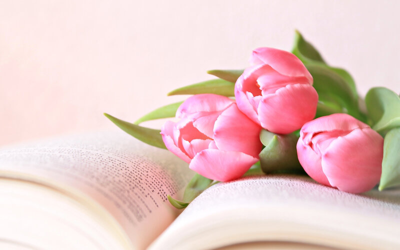 Pink Tulips on Book — Serene, Photograph