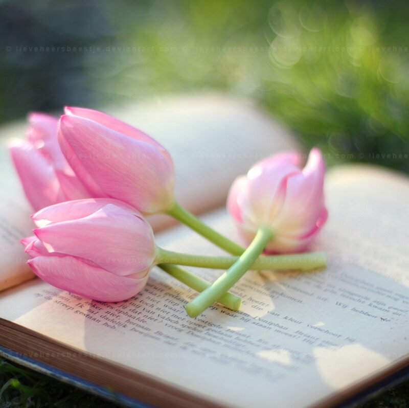 Pink Tulips on Book — Serene