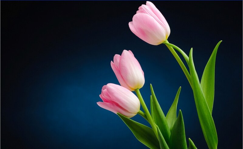 Pink tulips on dark blue