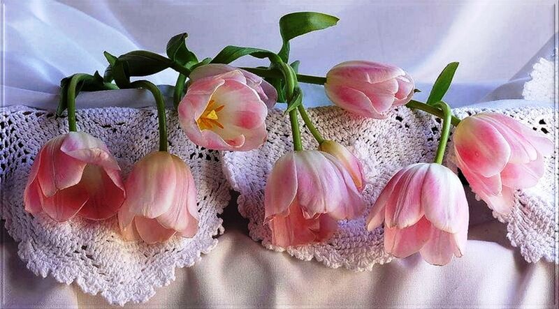 Pink Tulips on Doily — Serene