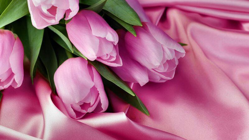 Pink Tulips on Fabric — Calm, Photograph, Flowers, Leaves
