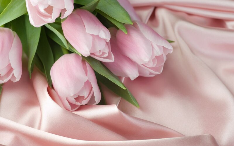 Pink Tulips on Fabric — Calm, Photograph, Flowers