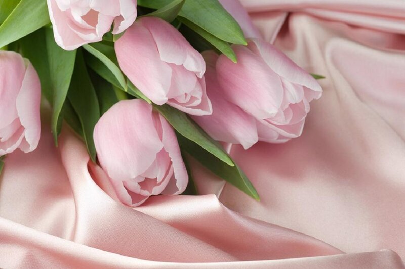 Pink Tulips on Fabric — Calm, Photograph, Green Leaves