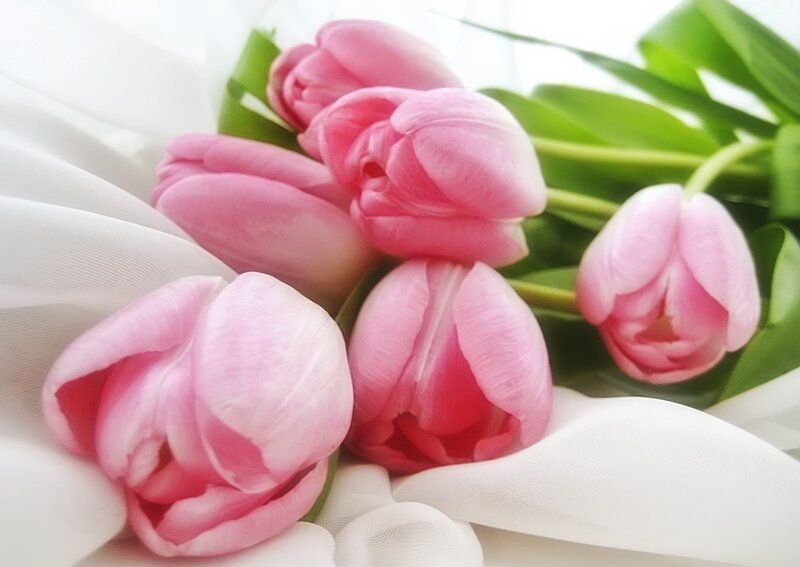 Pink Tulips on Fabric — Calm, Photograph