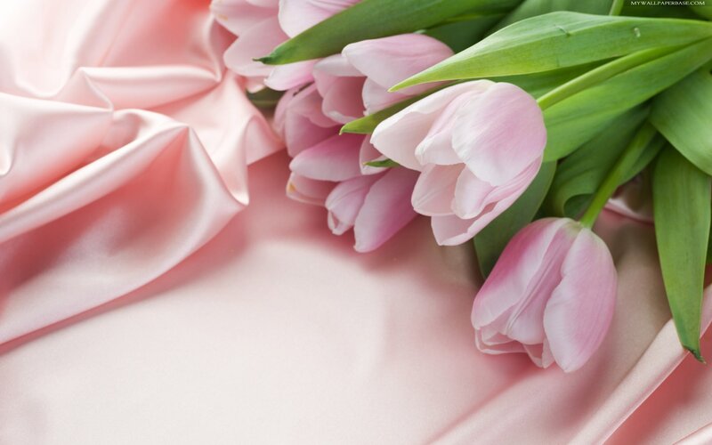Pink Tulips on Fabric — Calm, Spring