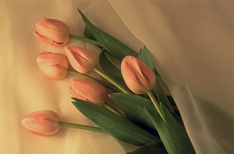 Pink Tulips on Fabric — Serene, Photograph, Green Leaves