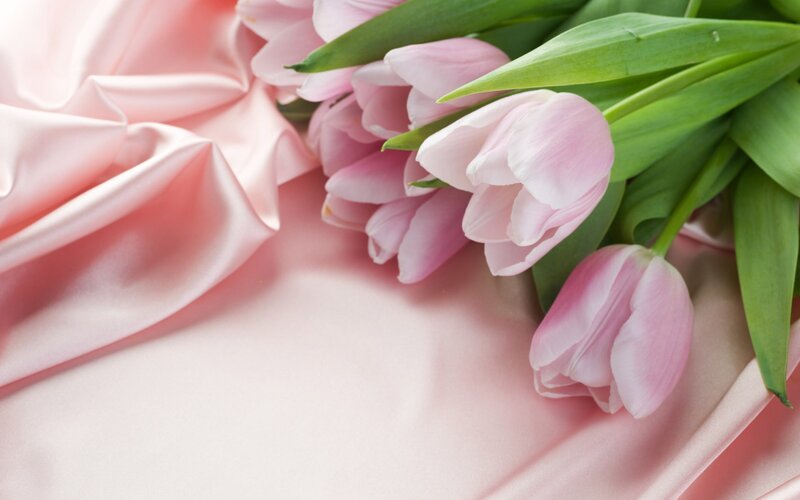 Pink Tulips on Fabric — Serene, Spring, Photograph, Leaves