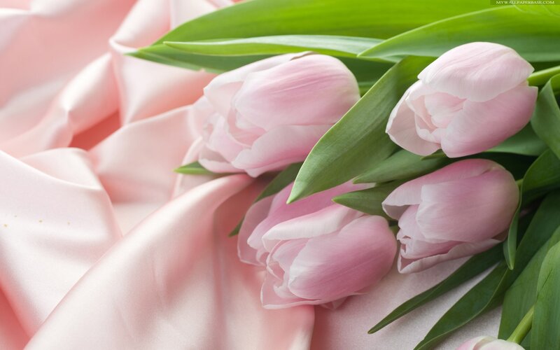Pink Tulips on Fabric — Serene