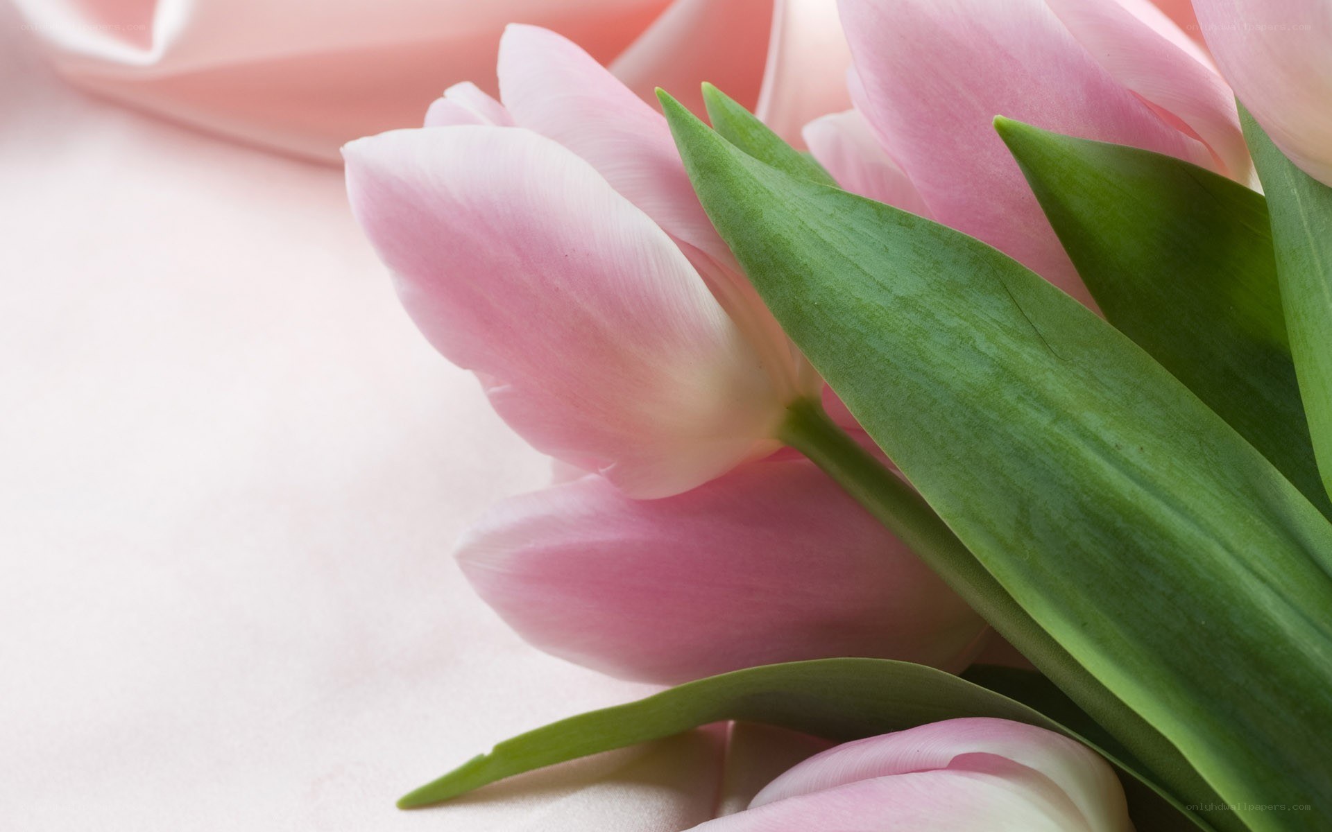 pink tulips on fabric