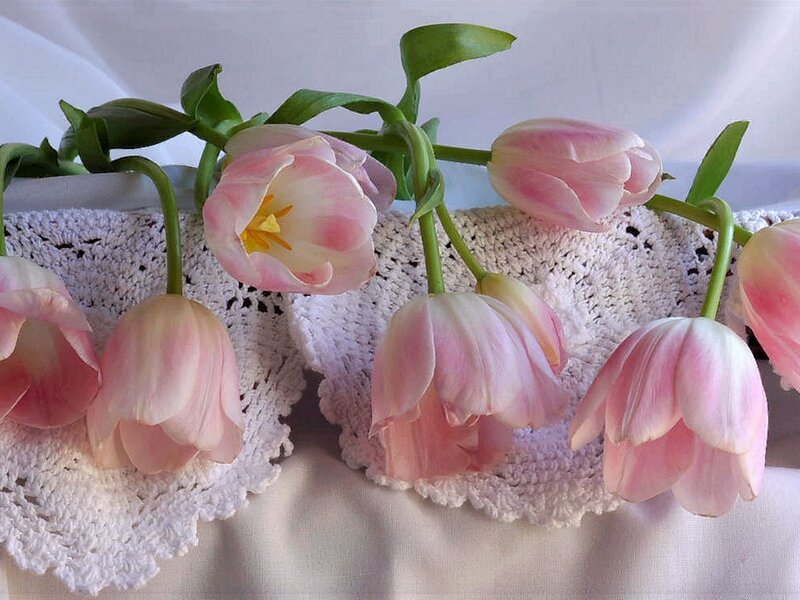 Pink tulips on lace doily