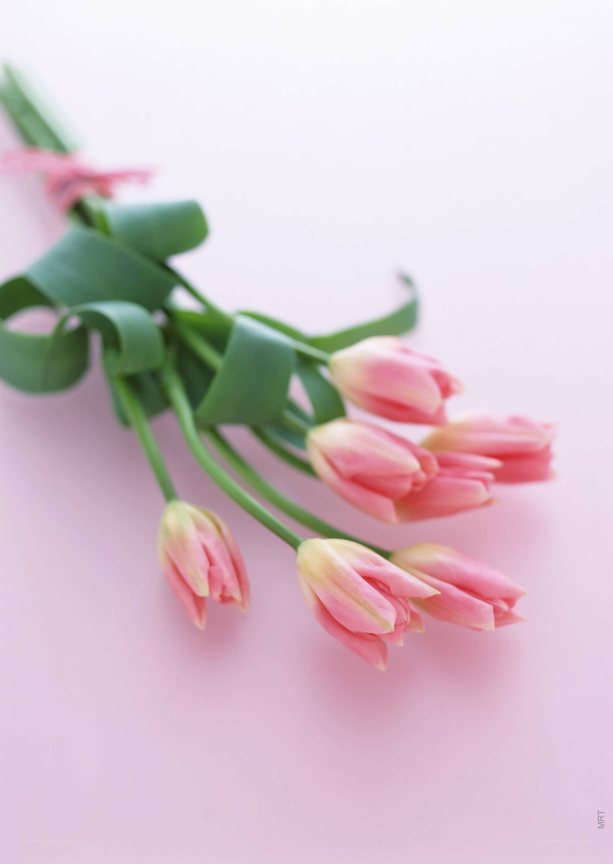 Pink tulips on pink background