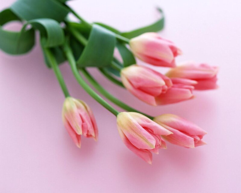 Pink tulips on pink background