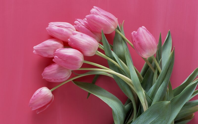 Pink tulips on pink background