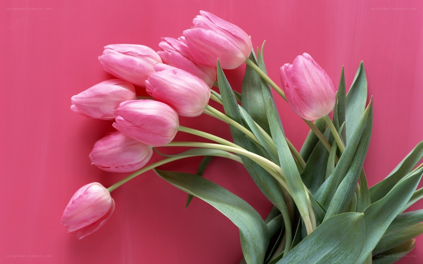 Pink tulips on pink background