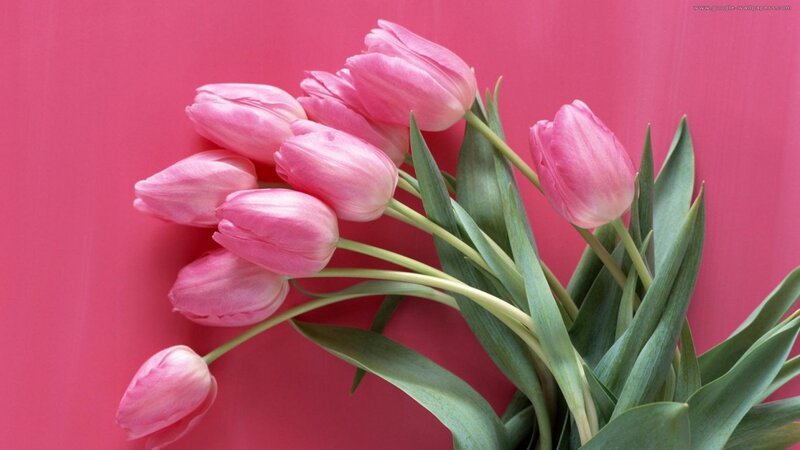 Pink Tulips on Pink — Calm
