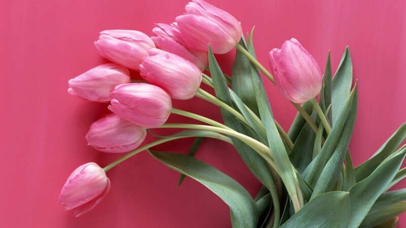 Pink Tulips on Pink