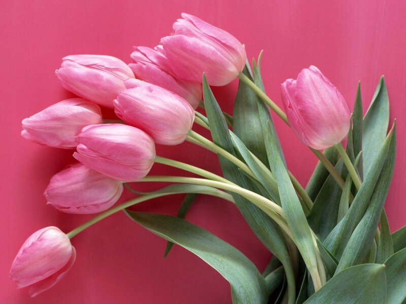 Pink tulips on red background