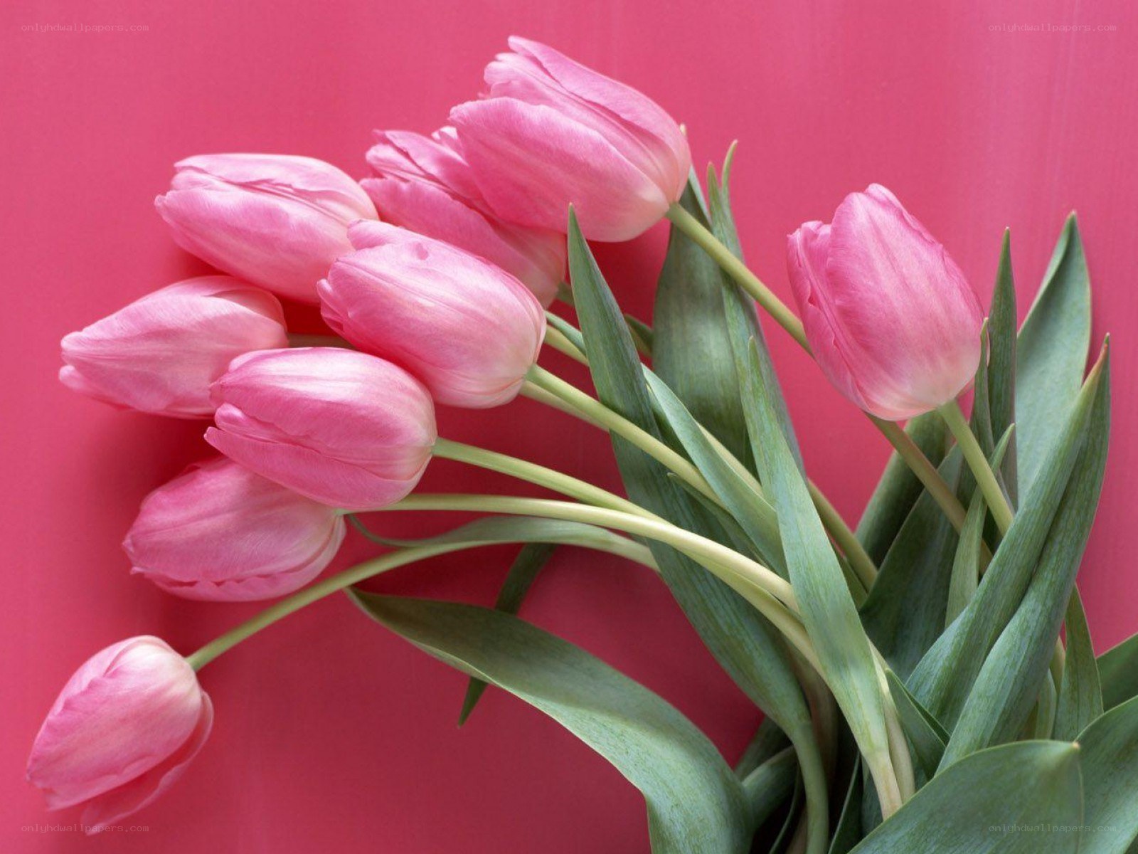Pink tulips on red background