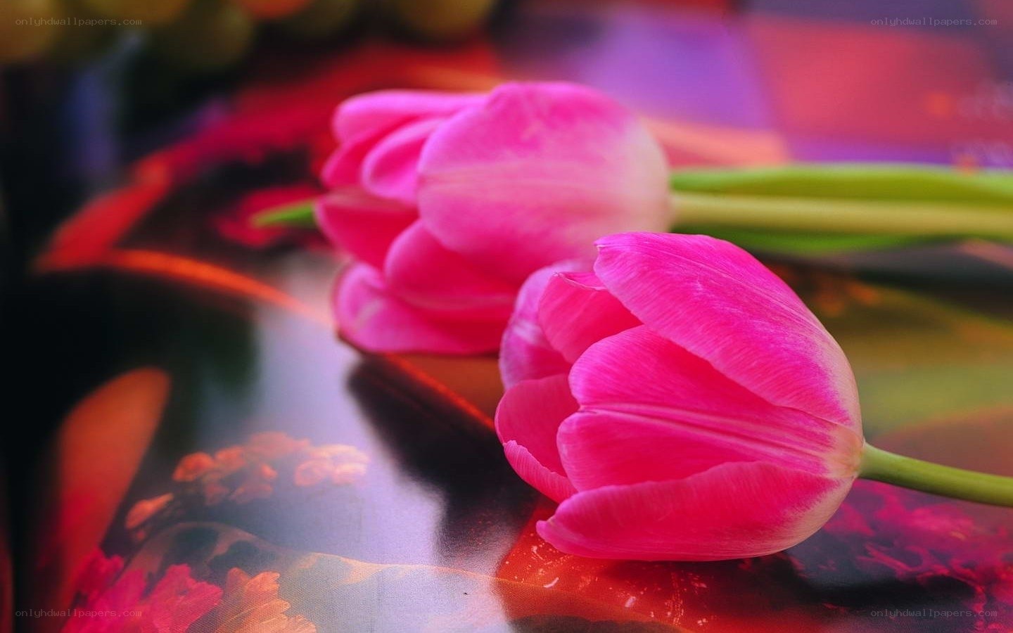 Pink tulips on reflective surface