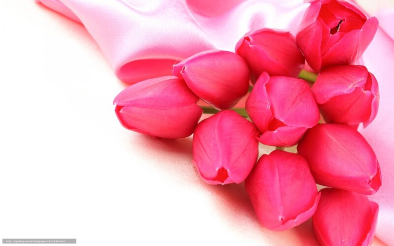 Pink tulips on satin
