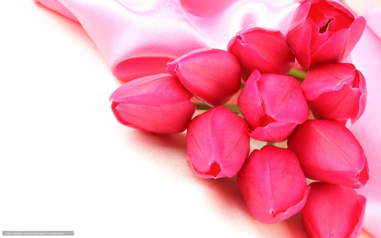 Pink tulips on satin