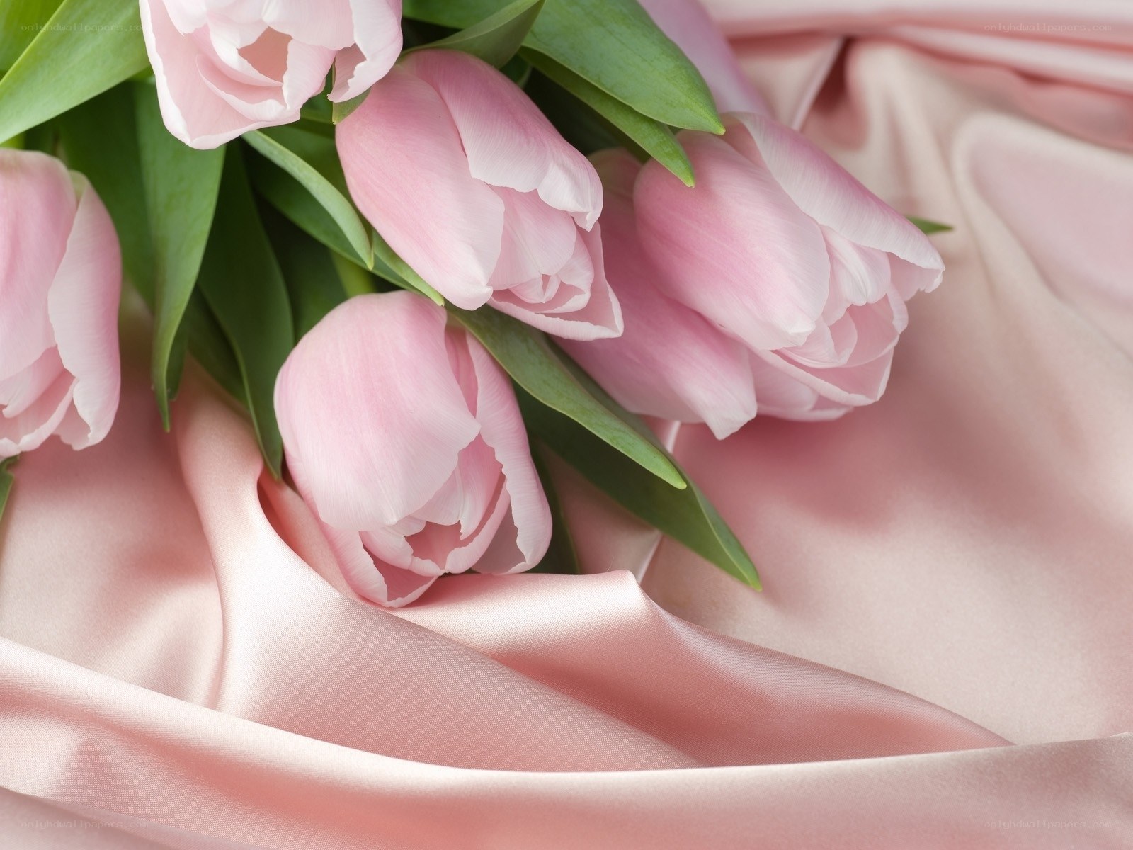 Pink tulips on satin