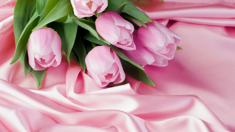 pink tulips on satin