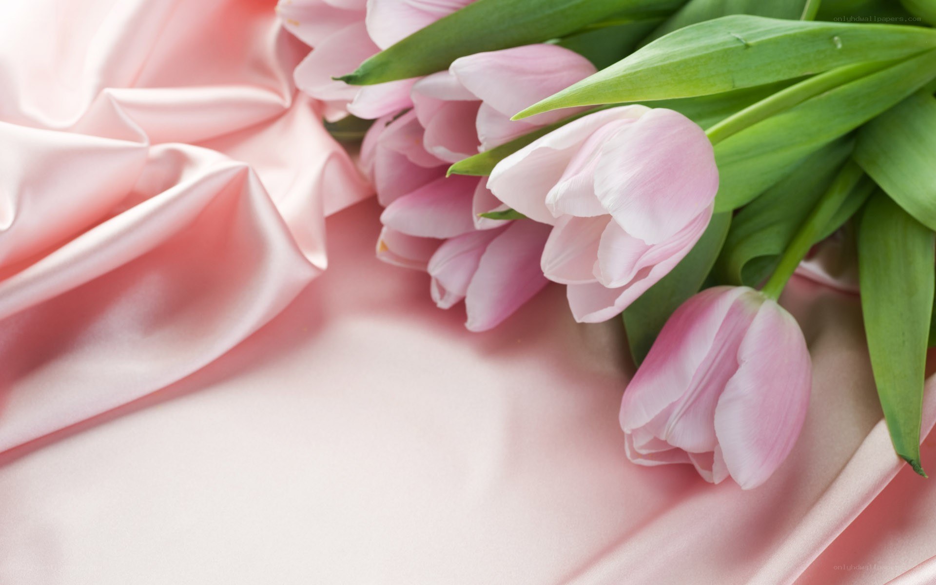 Pink tulips on satin