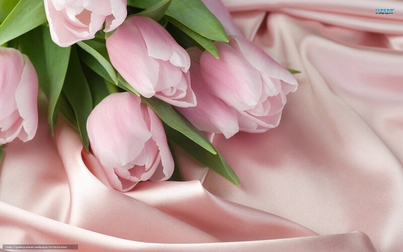 Pink tulips on satin fabric