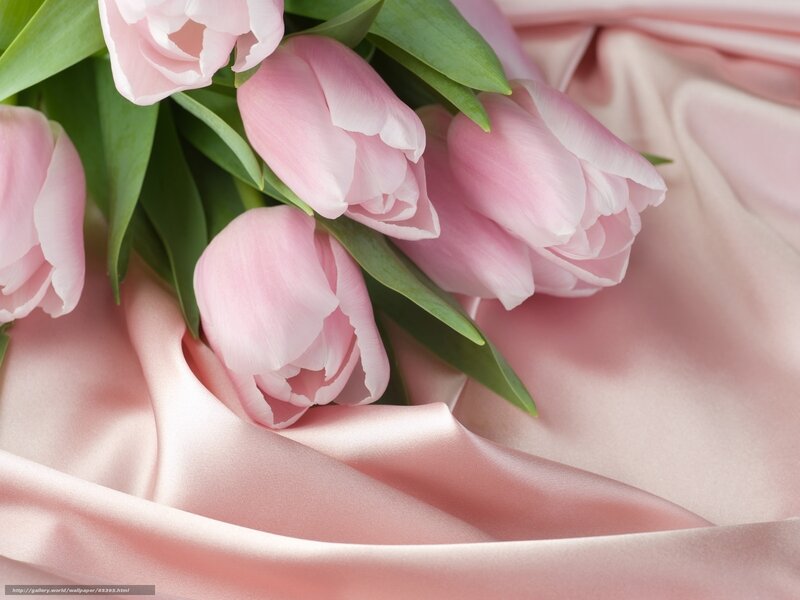 Pink tulips on satin fabric