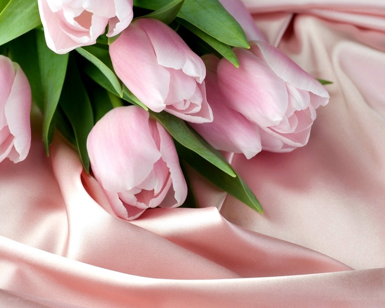 Pink tulips on satin