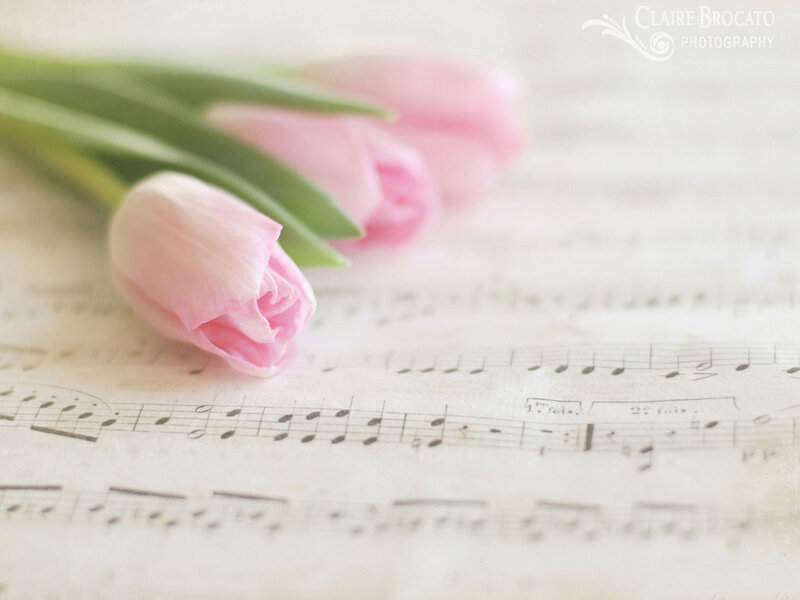 Pink Tulips on Sheet Music