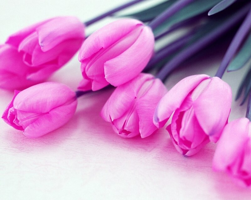 Pink Tulips on Surface — Calm, Photograph