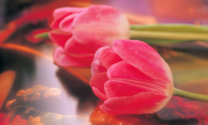 Pink Tulips on Surface — Calm
