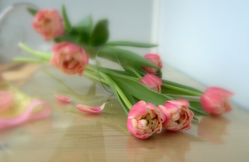 Pink Tulips on Table — Calm