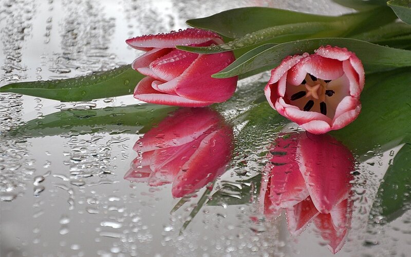 Pink tulips on wet glass