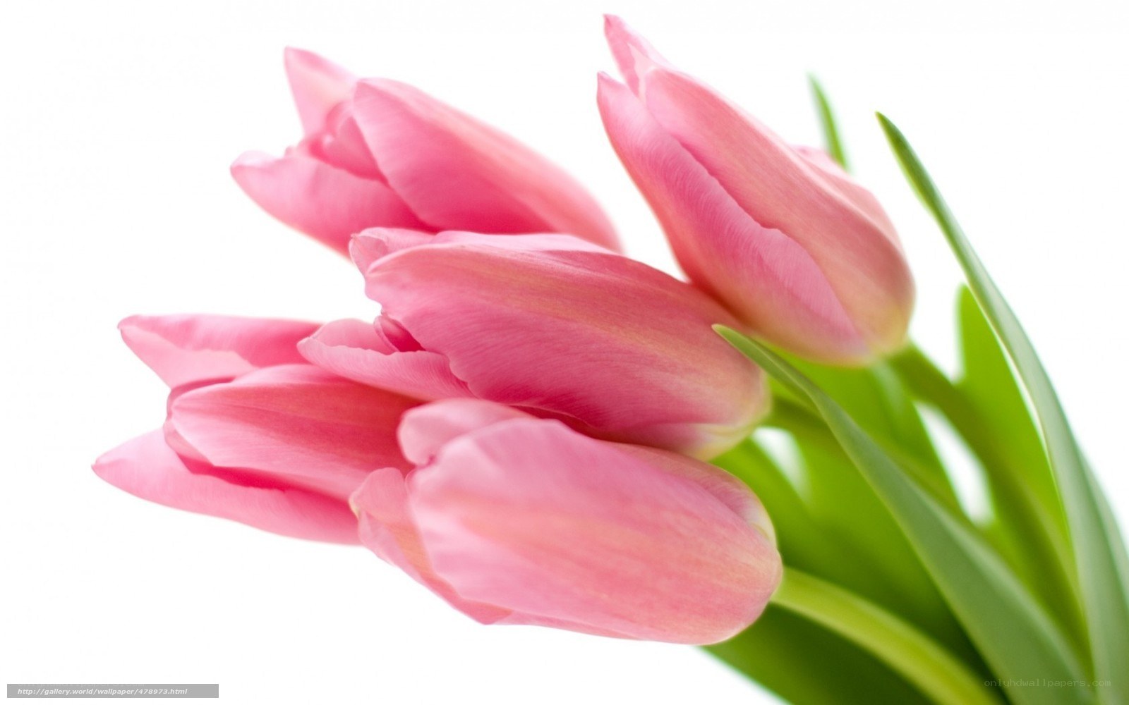 Pink tulips on white background