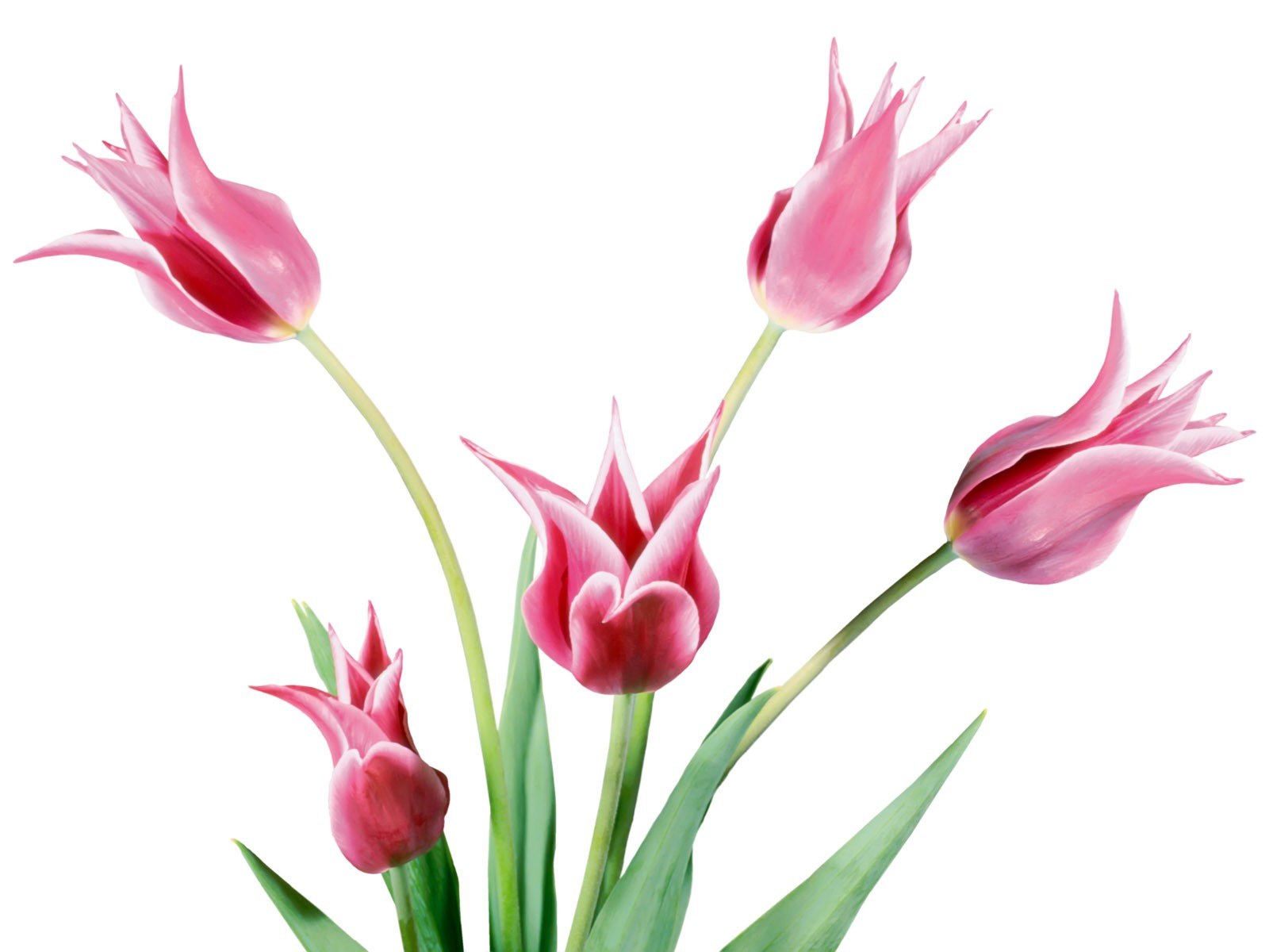Pink tulips on white background