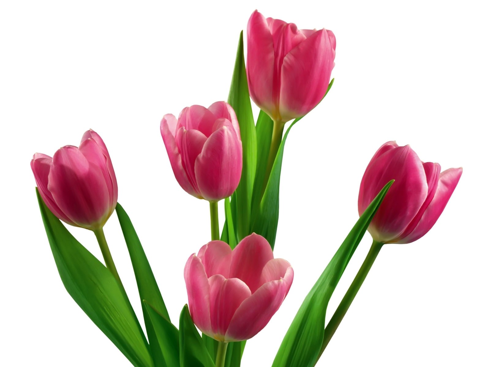 Pink tulips on white background