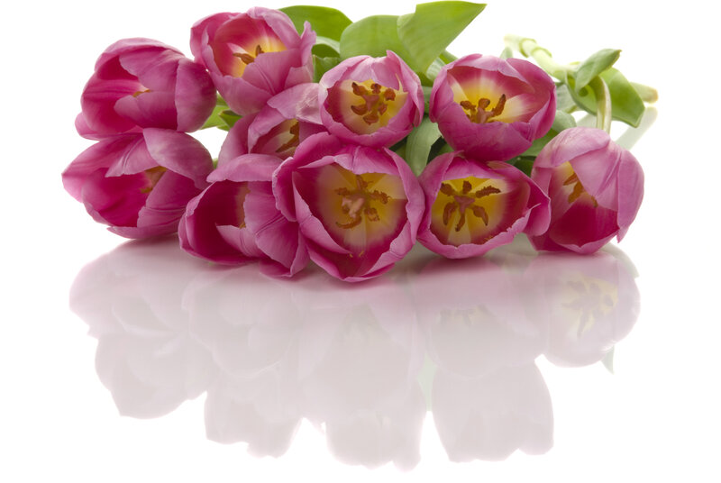 Pink Tulips on White — Calm, Photograph