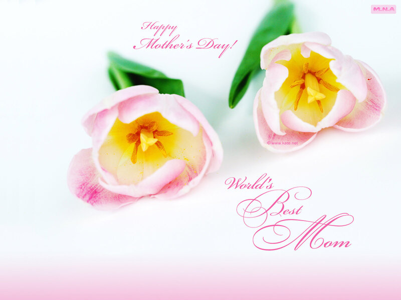 Pink Tulips on White — Calm
