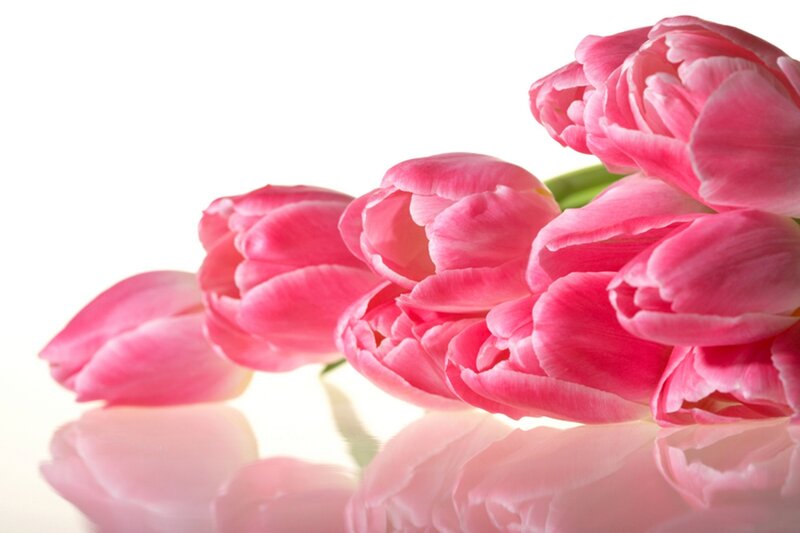 Pink Tulips on White — Serene