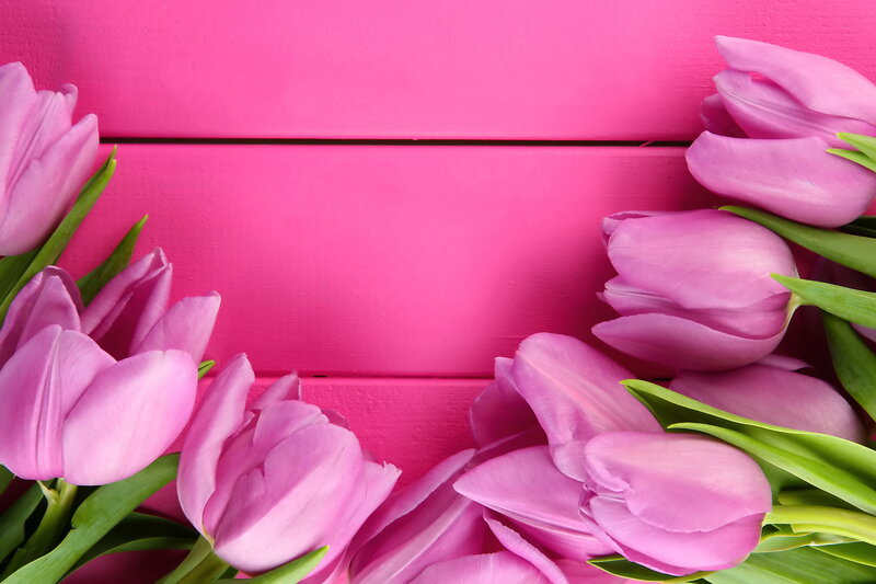 Pink Tulips on Wood — Calm, Photograph