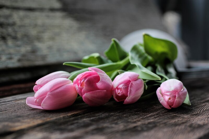 Pink Tulips on Wood — Calm, Photograph, Wooden Surface
