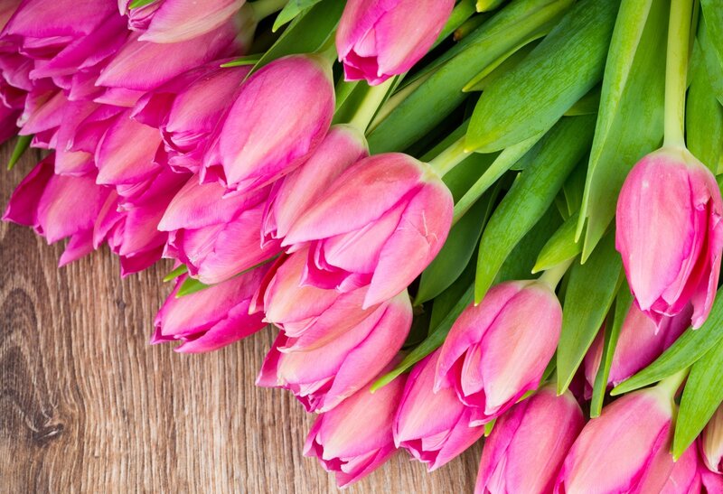 Pink Tulips on Wood — Calm, Spring