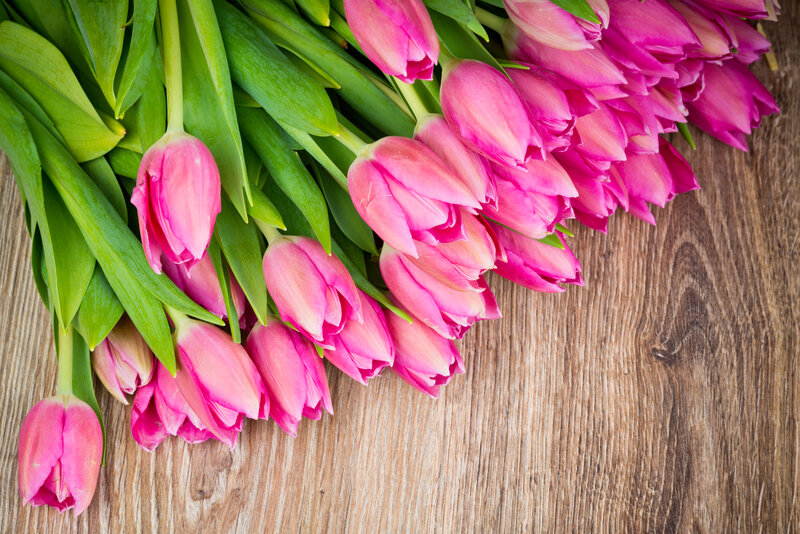 Pink Tulips on Wood — Calm
