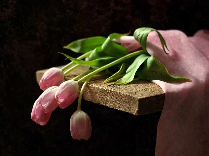 Pink Tulips on Wood